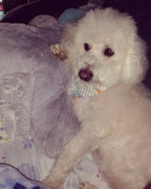 /Images/uploads/Humane Society of Lackawanna County/LoveYourPet/entries/9695thumb.jpg